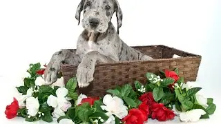 The Great Dane A Majestic Giant with Unique Heat Tolerance