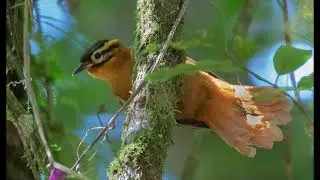 Philydor atricapillus