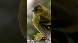siskin bird  #youtubeshorts #nature #birds