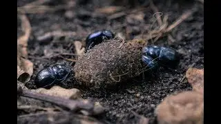 Dung beetles are happy about dung