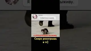Подпишись!!! #hsrmemes  #honkaistarrail #hsr #фэйсяо #honkaistarrailmeme