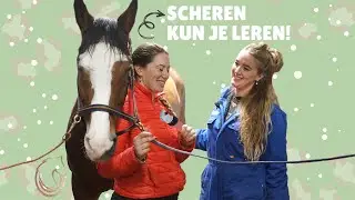 Kun je scheren leren?! Daan probeert het Steef te leren 😅 * Manege de Arckelhoeve *