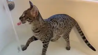 Funny Cats & Dogs in Water Video Compilation💧🤣
