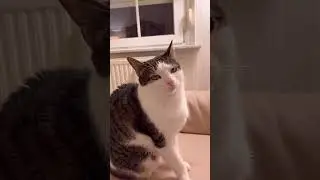 Cats keep getting angry #catvideos #cat #cutekitty #angrycat #angrypet #catshorts #kitten #cutecat