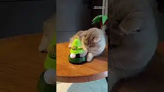 🎄 This Christmas, let your kitty feel the hometown spirit! 🎁