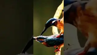 How Do Birds Mate Or Reproduce☺️Mating is Necessary for Population of Birds😊ytshorts