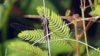 Orthetrum sabina | Insectwatching | iNaturalist