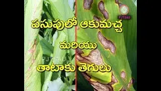 LEAF SPOT AND BLOTCH MANAGEMENT IN TURMERIC