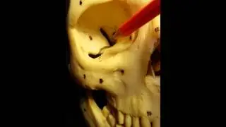 Cavit&agrave; orbitaria del cranio