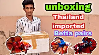 unboxing thailand imported betta fish || betta fish sales low price || #bettasales #bettagalaxy