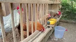 Melihat ayam