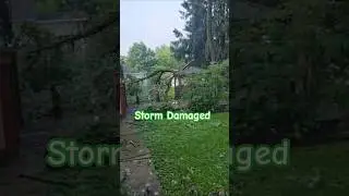 Storm Damage Tree Removal Kansas City #treeservice #shorts #stormdamage #treecare #nature #weather
