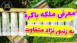 معرفی ملکه باکره به زنبورعسل, زنبورداری عصمتی نیا