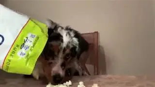 *ASMR* DOG EATS POPCORN