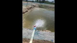 Zero Lagat mein Grass Carp 2kg || Agri Sons