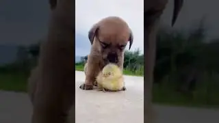 kuchuk va juja👏😁