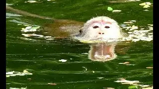 Help me.... little monkey screaming loudly coz near drawning | little monkey play in ancient pool