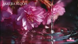 🔴 さくらブルーム 🌸 癒しのアンビエント音楽｜Sakura Bloom Healing Ambient Music from Japan