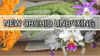 NEW GRO&szlig;R&Auml;SCHENER ORCHID HAUL AND UPDATES