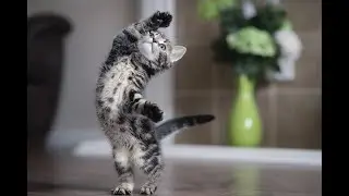 Funny cats & pet games