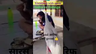 Friendship with Saras bird India vs Foreign country 🥰 Tera mera dostana #shorts
