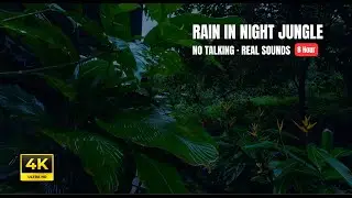 8H Light Rain in Jungle at Night &ndash; Crickets, Frogs & Waterfall Ambience for Deep Sleep (No Talking)