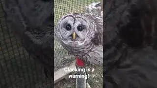 Owls snap their beaks as a warning! Eddie, the barred owl is telling me not to come too close! 🦉💚