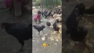 friendly chicken at farm #chicken #desichiken #roosterfarm #farming