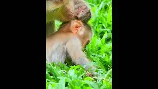 07-27-25 Monkey Discovery 012 #newborn #babymonkey #Joyce #monkeylife #abandoned #wildife #Jacee