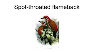Spot-Throated Flameback
