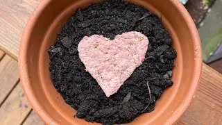Seed Paper - A WheatonArts Family Art Workshop