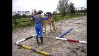 Gedragstraining paard trekt zich los