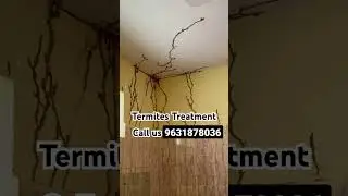 How to termite control? #pestcontrol #termites #control