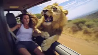 Mulher &eacute; ARRASTADA por Le&atilde;o para fora de carro em saf&aacute;ri...