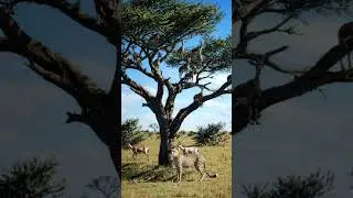 Tension in the Savannah: Cheetah vs Goats #SavannahAdventure #AnimalKingdom #WildLifeScene