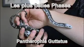 Les plus belles phases ... Pantherophis Guttatus
