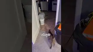 Play time☺️ #prettycat #purrfect #catblogger #funny #asmr #kitten #cat #fetch #playtime