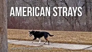 DAWG Finds More Dead Dogs In Detroit's Rouge Park