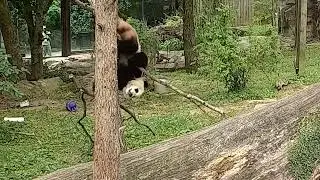 Bei Bei's Famous Falls