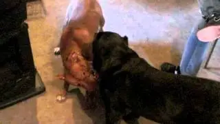 Cane Corso vs Pitbull
