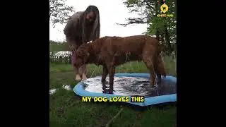 Splash pad for Dogs and kids