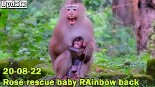 Hot news! Big congrats monkey Rose rescue her baby Rainbow back till success/ Rose cry comfort baby