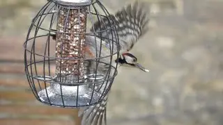 Slow motion - woodpecker at bird feeder
