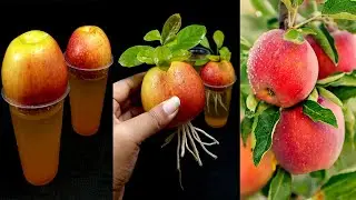 Как вырастить яблоню из срезанных яблок, посыпанных луком и куркумой в воде.