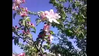 Rare Quince Blooms Transform the Barren Steppe Experience nature stunning wonder