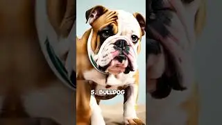 Top 10 Best Dog Breeds for Family & Kids #familydogs #dogsforkids #bestdogforkids #dogs #shorts