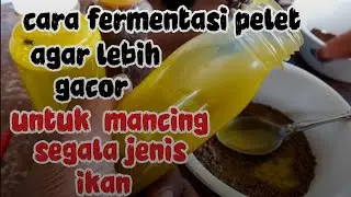 PLUNG NYUT... cara fermentasi pelet yg benar untuk mancing semua jenis ikan