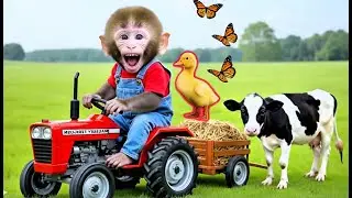Monkey Farmer And Duckling Drives Tractor To Explore Mountain Farm Road - Monkey Farm Work