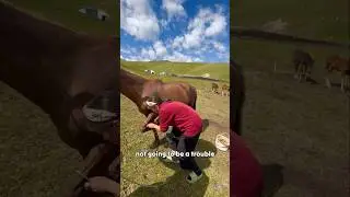 Why Do They Tie a Horse&rsquo;s Leg While Milking? #shorts #youtubeshorts