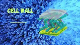 Cell wall Explained| Cell wall Structure, composition & function| biology class 11 chap 3